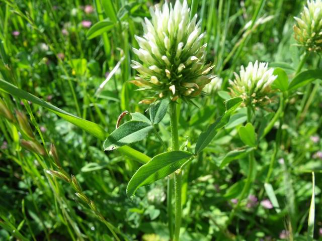 Trifolium squarrosum
